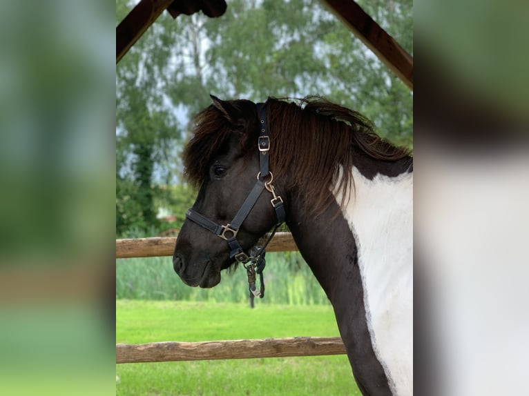 Icelandic Horse Gelding 8 years 13,3 hh Pinto in Krombach