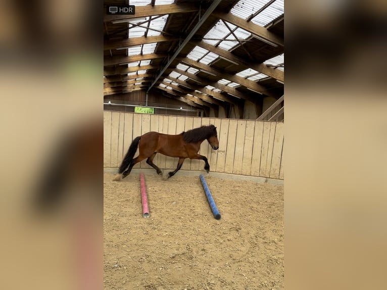 Icelandic Horse Gelding 8 years 13,1 hh Brown in Swalmen