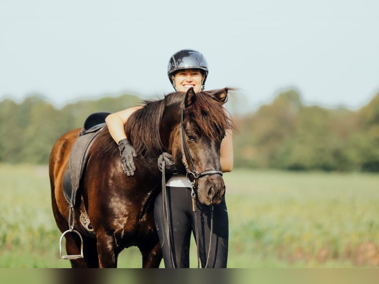 Icelandic Horse Gelding 8 years 13,2 hh Black in Taufkirchen an der Trattnach