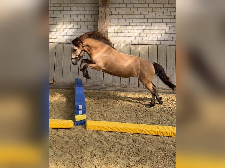 Icelandic Horse Gelding 8 years 13,2 hh Buckskin in Ratingen