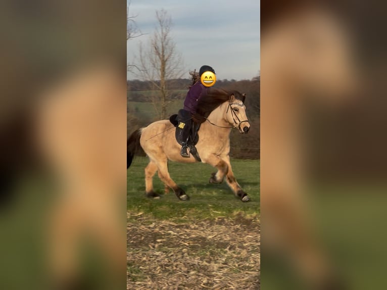 Icelandic Horse Gelding 8 years 13,2 hh Buckskin in Ratingen
