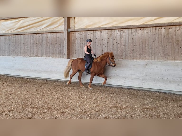 Icelandic Horse Gelding 8 years 13,2 hh Chestnut-Red in H&#xFC;rnheiim