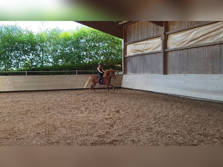 Icelandic Horse Gelding 8 years 13,2 hh Chestnut-Red in H&#xFC;rnheiim