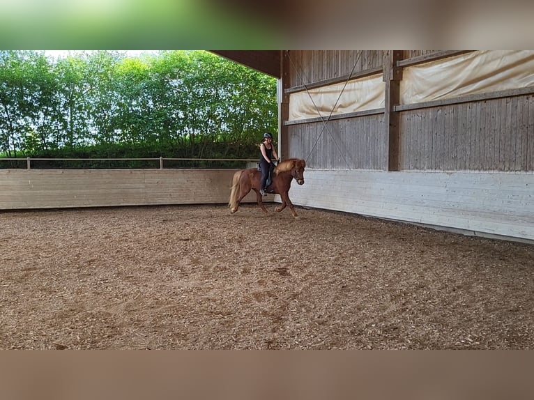 Icelandic Horse Gelding 8 years 13,2 hh Chestnut-Red in H&#xFC;rnheiim