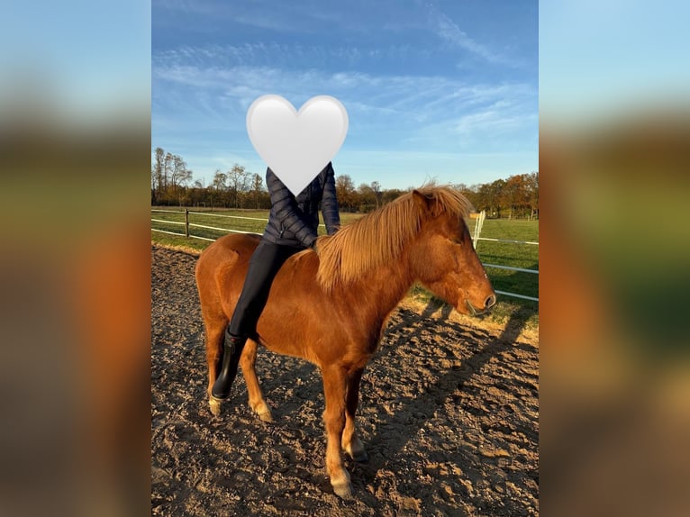 Icelandic Horse Gelding 8 years 13,2 hh Chestnut-Red in Buchholz in der Nordheide