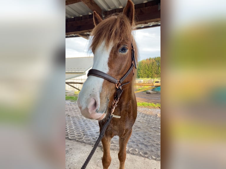 Icelandic Horse Gelding 8 years 13,3 hh Chestnut in Stegen