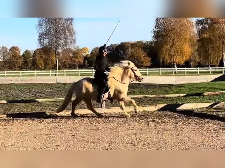 Icelandic Horse Gelding 8 years 13,3 hh in Schneverdingen