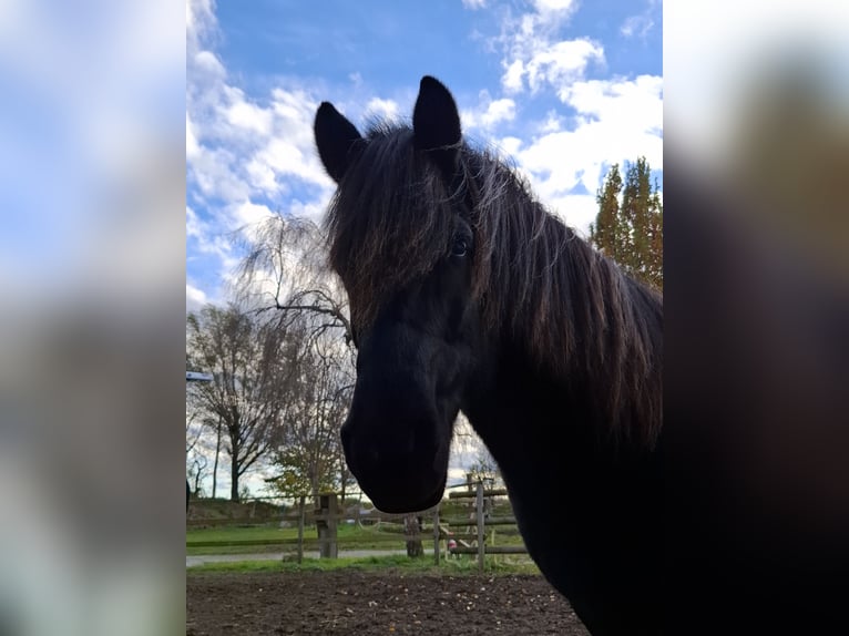 Icelandic Horse Gelding 8 years 14.1 hh Black in Landsberg am Lech