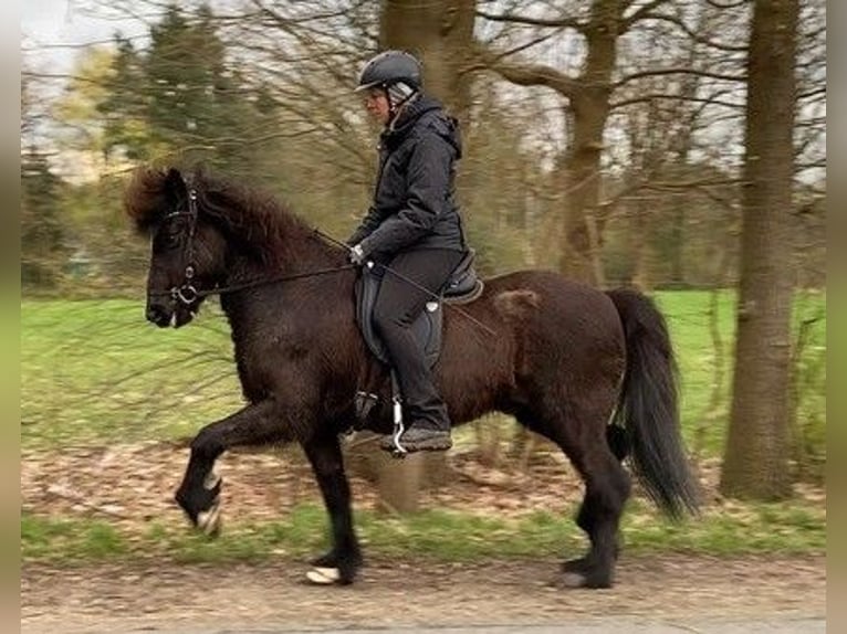 Icelandic Horse Gelding 8 years 14,1 hh Black in Schneverdingen
