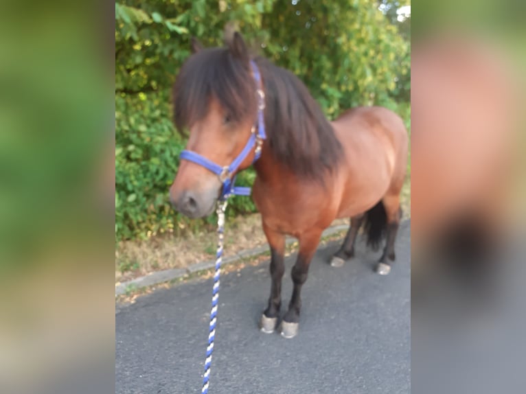 Icelandic Horse Gelding 8 years 14.1 hh Brown in Bad Münstereifel