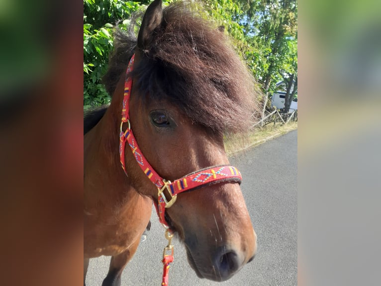 Icelandic Horse Gelding 8 years 14.1 hh Brown in Bad Münstereifel