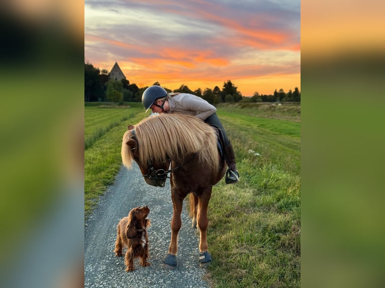 Icelandic Horse Gelding 8 years 14.1 hh Chestnut-Red in Hildesheim