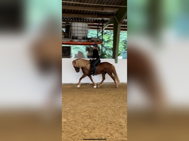 Icelandic Horse Gelding 8 years 14.1 hh Chestnut-Red in Hildesheim