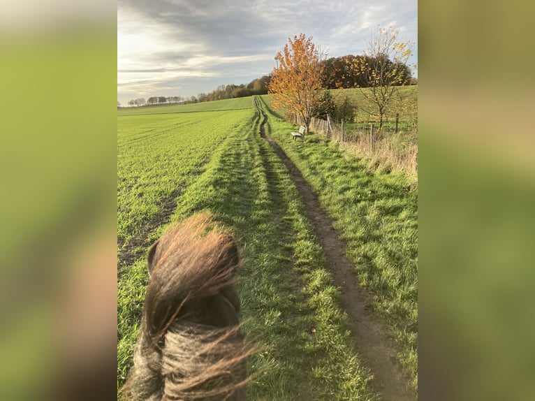 Icelandic Horse Gelding 8 years 14.1 hh Dun in Dorsten