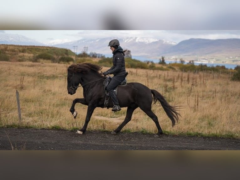 Icelandic Horse Gelding 8 years 14,2 hh Black in Schneverdingen