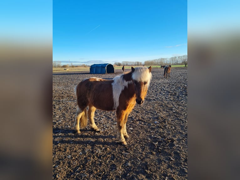 Icelandic Horse Gelding 8 years 14,2 hh in Schorfheide