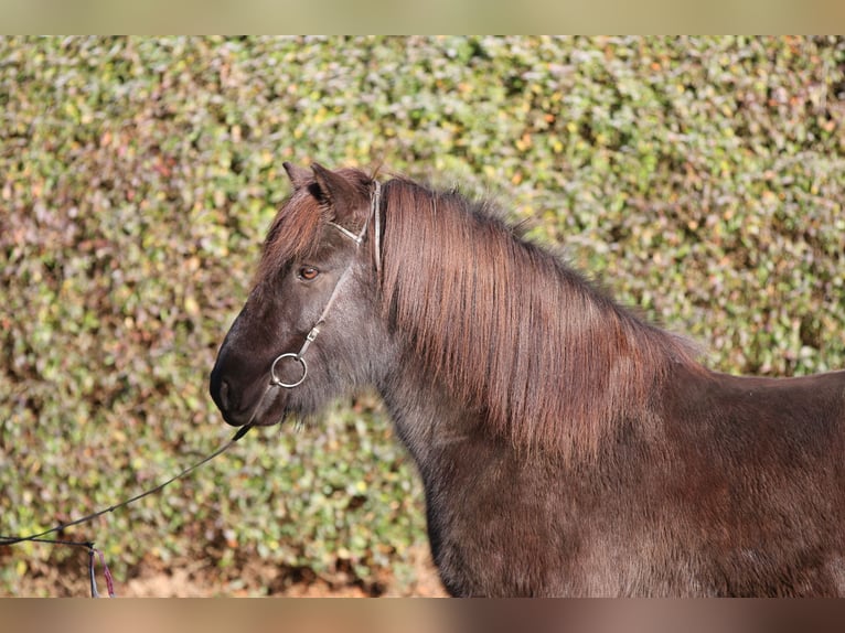 Icelandic Horse Gelding 8 years 14 hh Black in Dohm-Lammersdorf