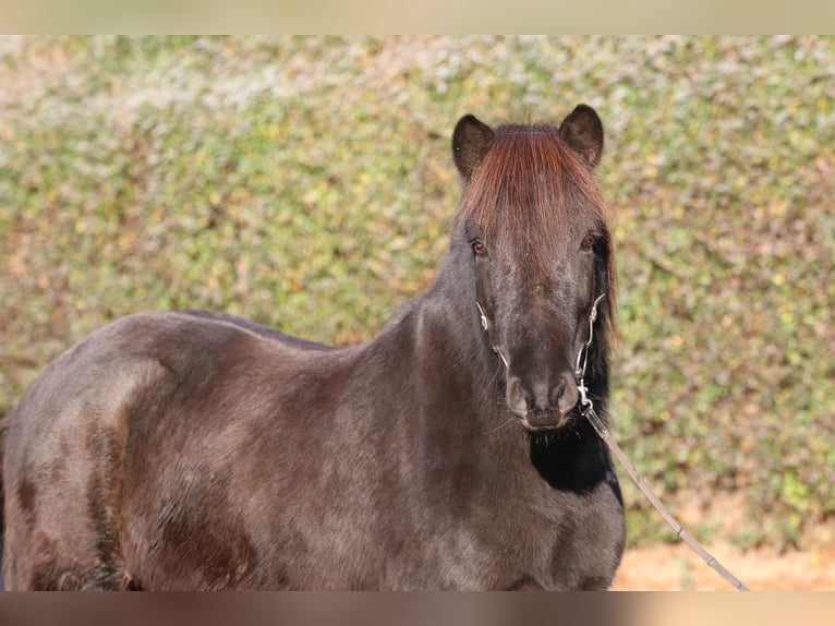 Icelandic Horse Gelding 8 years 14 hh Black in Dohm-Lammersdorf