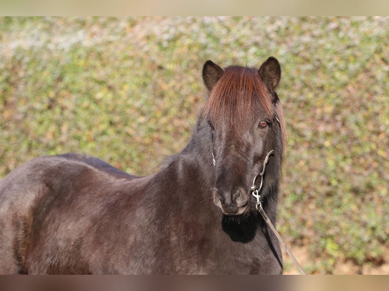 Icelandic Horse Gelding 8 years 14 hh Black in Dohm-Lammersdorf