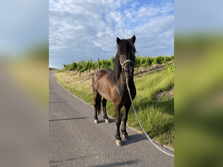 Icelandic Horse Gelding 8 years 14 hh Black in Perl