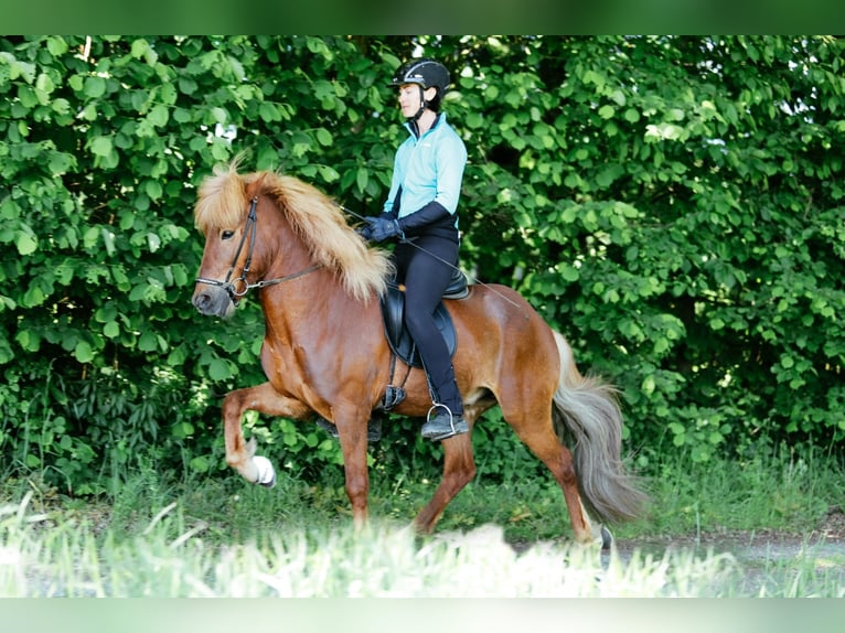 Icelandic Horse Gelding 8 years 14 hh Chestnut-Red in Taufkirchen an der Trattnach