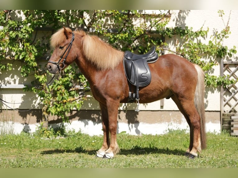 Icelandic Horse Gelding 8 years 14 hh Chestnut-Red in Taufkirchen an der Trattnach