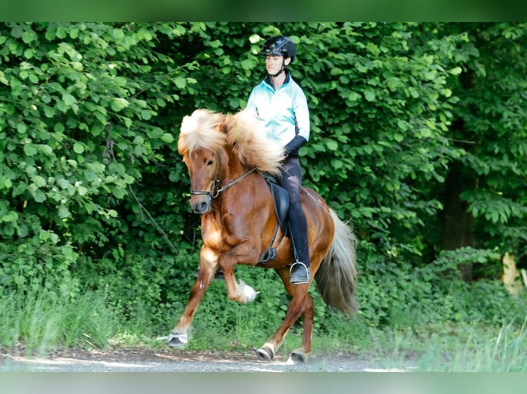 Icelandic Horse Gelding 8 years 14 hh Chestnut-Red in Taufkirchen an der Trattnach