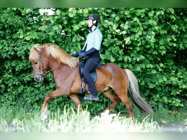 Icelandic Horse Gelding 8 years 14 hh Chestnut-Red in Taufkirchen an der Trattnach
