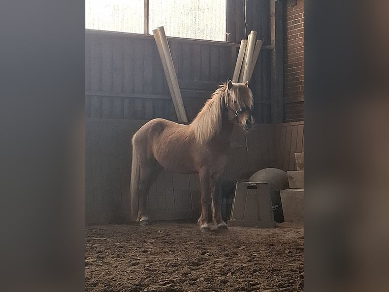 Icelandic Horse Gelding 8 years 14 hh Chestnut-Red in H&#xF6;rpel