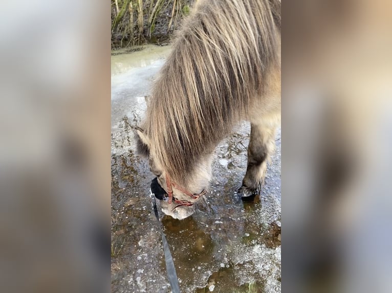 Icelandic Horse Gelding 8 years 14 hh Dun in Himmelpforten