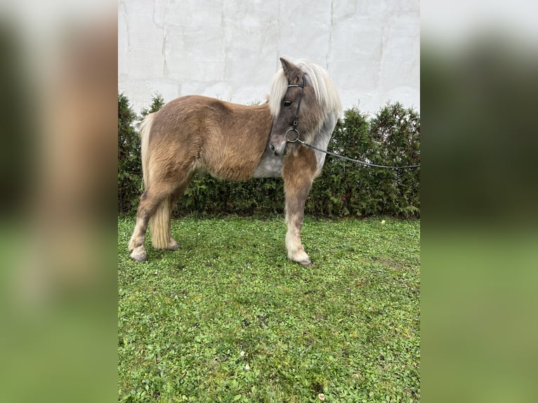 Icelandic Horse Gelding 8 years 14 hh in Neustadt an der Weinstraße