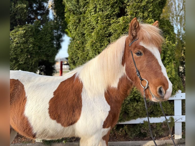 Icelandic Horse Gelding 8 years 14 hh Pinto in Lochen am See