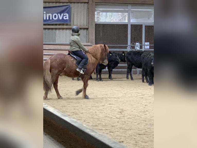 Icelandic Horse Gelding 8 years 14 hh Sorrel in Rosbach vor der Höhe Ober-Rosbach