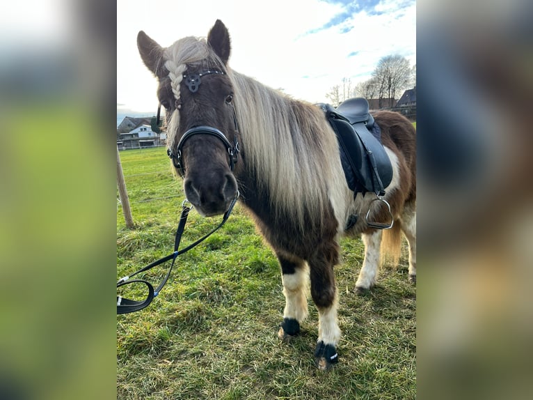 Icelandic Horse Gelding 8 years 14 hh in Günzburg