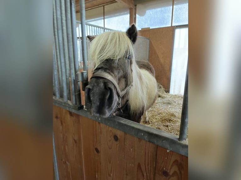 Icelandic Horse Gelding 8 years 14 hh in Günzburg