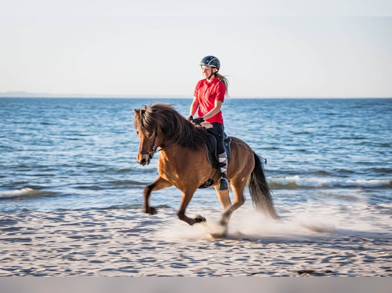 Icelandic Horse Gelding 8 years 14,1 hh Brown in Lehmrade