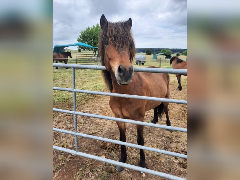 Icelandic Horse Gelding 8 years 14,1 hh Brown in Ober-M&#xF6;rlen