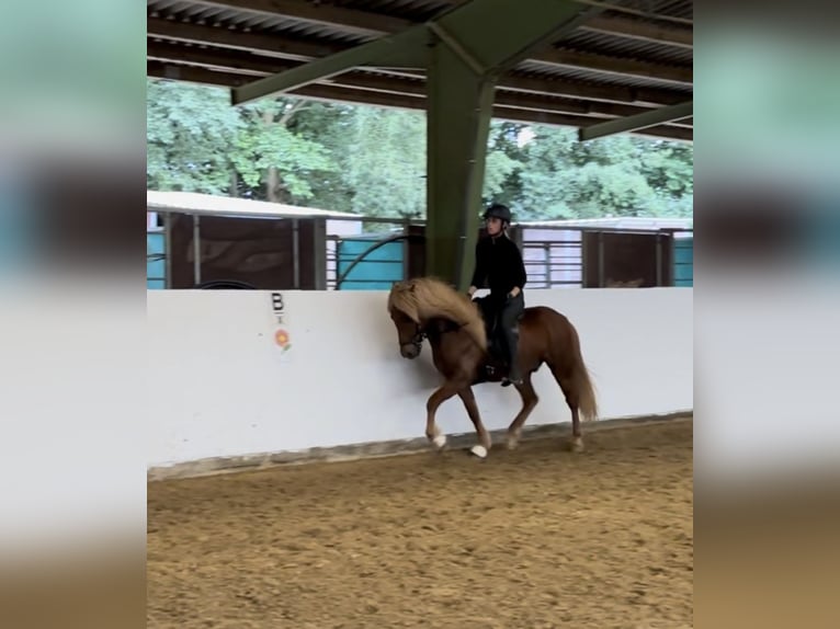 Icelandic Horse Gelding 8 years 14,1 hh Chestnut-Red in Hildesheim