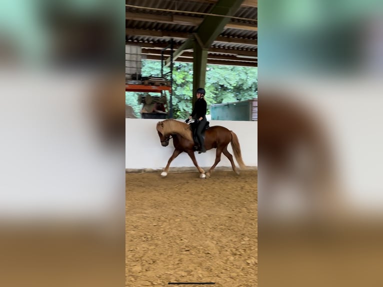 Icelandic Horse Gelding 8 years 14,1 hh Chestnut-Red in Hildesheim