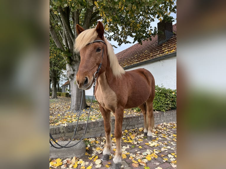 Icelandic Horse Gelding 8 years 14,1 hh Chestnut-Red in Ospel