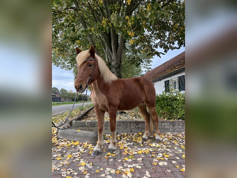 Icelandic Horse Gelding 8 years 14,1 hh Chestnut-Red in Ospel