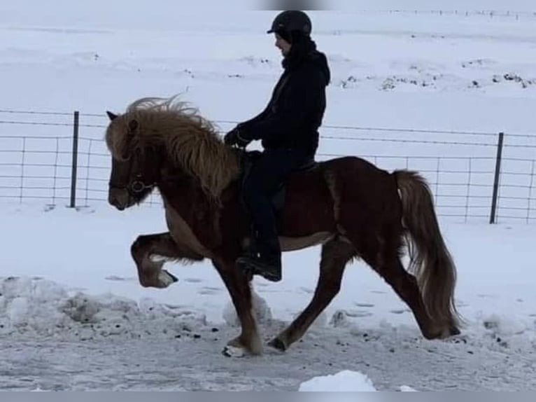 Icelandic Horse Gelding 8 years 14,1 hh Chestnut-Red in Ospel