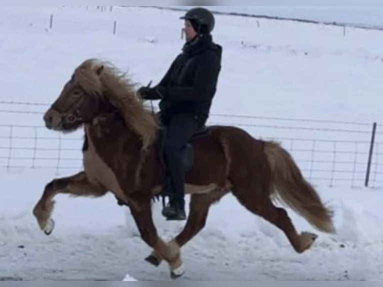 Icelandic Horse Gelding 8 years 14,1 hh Chestnut-Red in Ospel