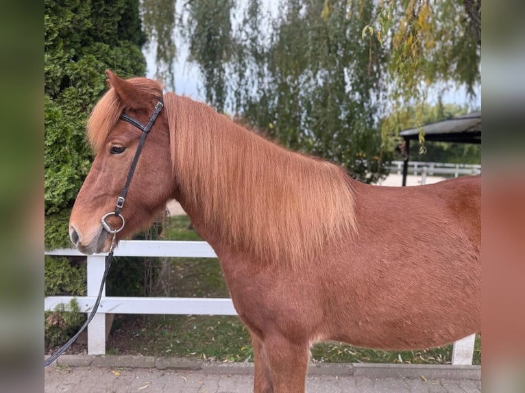 Icelandic Horse Gelding 8 years 14,1 hh Chestnut-Red in Lochen am See