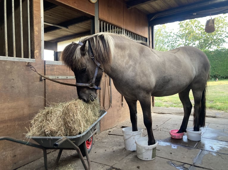 Icelandic Horse Gelding 8 years 14,1 hh Dun in Dorsten