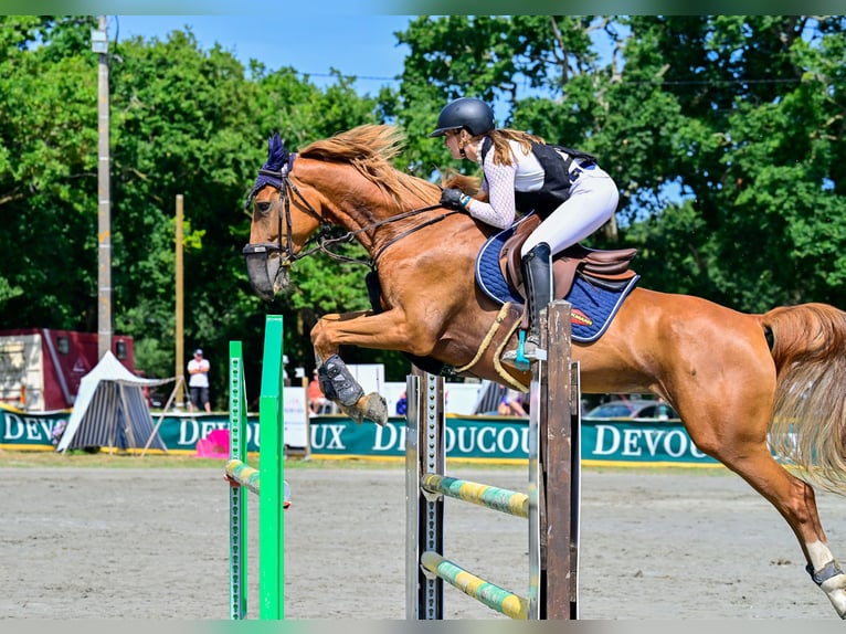 Icelandic Horse Gelding 8 years 16 hh Chestnut-Red in Saint-Malo