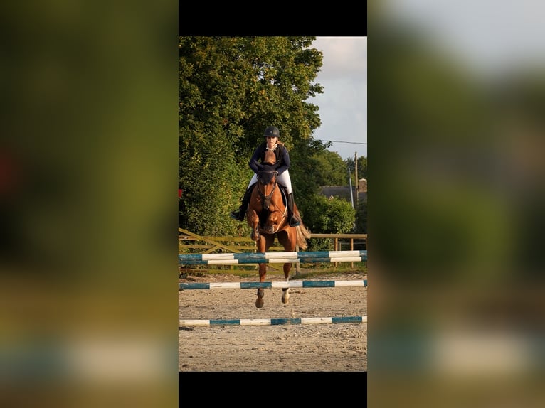 Icelandic Horse Gelding 8 years 16 hh Chestnut-Red in Saint-Malo