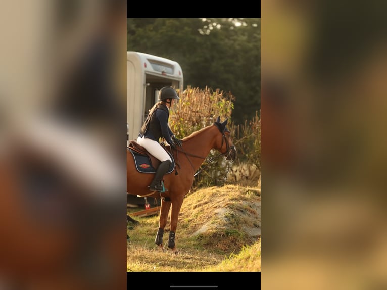 Icelandic Horse Gelding 8 years 16 hh Chestnut-Red in Saint-Malo