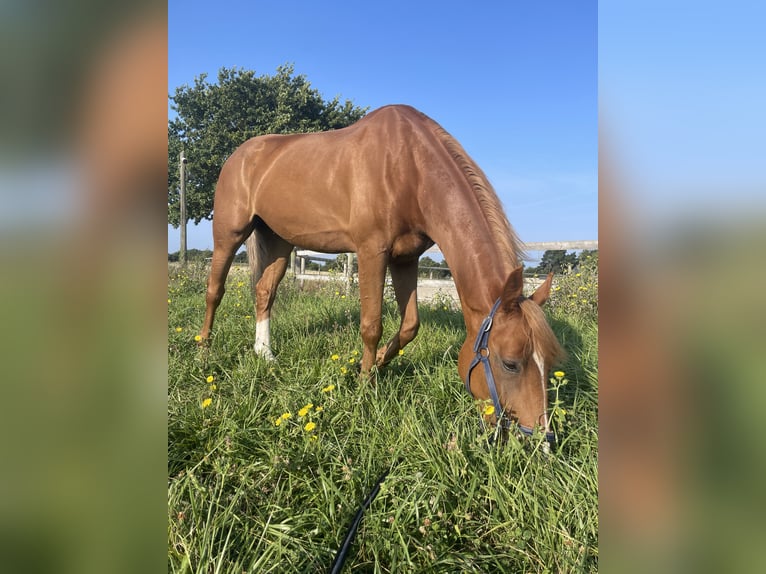 Icelandic Horse Gelding 8 years 16 hh Chestnut-Red in Saint-Malo
