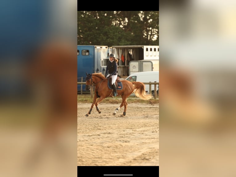 Icelandic Horse Gelding 8 years 16 hh Chestnut-Red in Saint-Malo